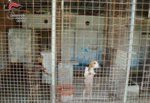 Scoperto allevamento abusivo cani