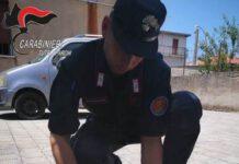 Cuccioli di cane salvati da carabinieri forestali