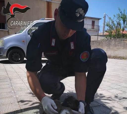 Cuccioli di cane salvati da carabinieri forestali