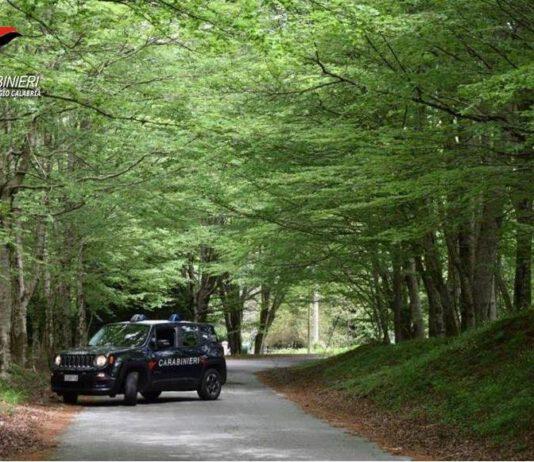 Carabinieri Taurianova- Pascolo abusivo animali deferiti tre allevatori