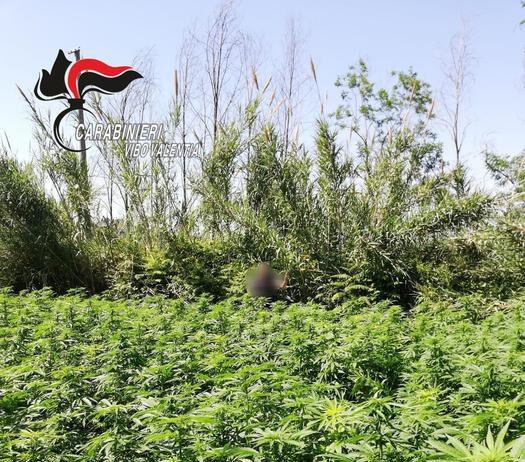 Sequestro piantagione di marijuana, due arresti