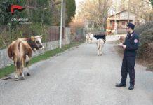 Un deferimento a San Giorgio Morgeto