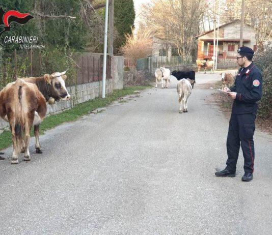 Un deferimento a San Giorgio Morgeto