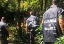 Trovata piantagione cannabis a San Luca