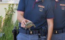 Soccorsa tartaruga “Emys Orbicularis”, unica specie acquatica autoctona in Italia