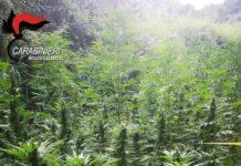 Locri, rinvenuta una piantagione di marijuana