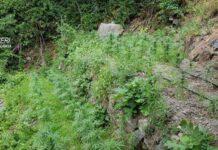 Scoperti a coltivare canapa, arrestati dai carabinieri