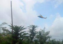 Scoperte 4200 piante cannabis