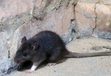 Rosarno, derattizzazione dalle ore 16.30 di oggi