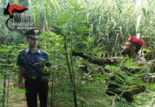 Reggio Calabria, 56enne arrestato per coltivazione ai fini di spaccio di sostanza stupefacente