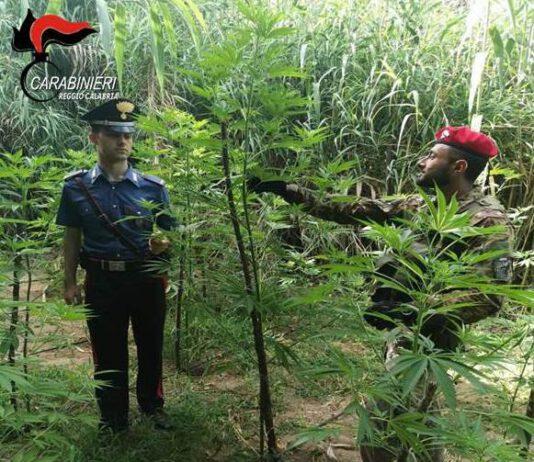 Reggio Calabria, 56enne arrestato per coltivazione ai fini di spaccio di sostanza stupefacente