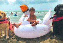 Bimbo rischia di annegare- salvato da Wendy e Kobe, cani bagnino