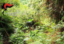 Carabinieri Palmi controllo del territorio: scoperta piantagione di canapa indiana
