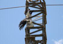 Trovata carcassa Cicogna bianca