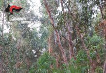 Sorpreso a irrigare marijuana, arrestato 43enne