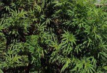 Trovate 1800 piante cannabis nel reggino
