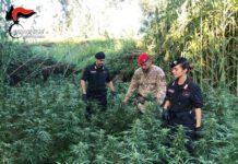 Coltivazione e produzione di marijuana, arrestati due rosarnesi