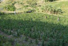 Africo, 5 arresti dei Carabinieri. Sequestrate oltre settemila piante di marijuana