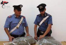 Scoperta piantagione cannabis, un arresto