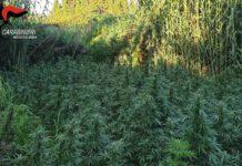 Rosarno- scoperta piantagione di canapa indiana in località Iudicello