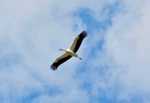 Calabria: nate 69 cicogne bianche