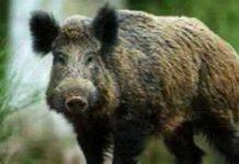 Coldiretti: Sos Incidenti Da Cinghiali- Morto motociclista aggredito da animale
