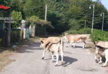 Pascolo abusivo all’interno del Parco nazionale d’Aspromonte, un deferimento