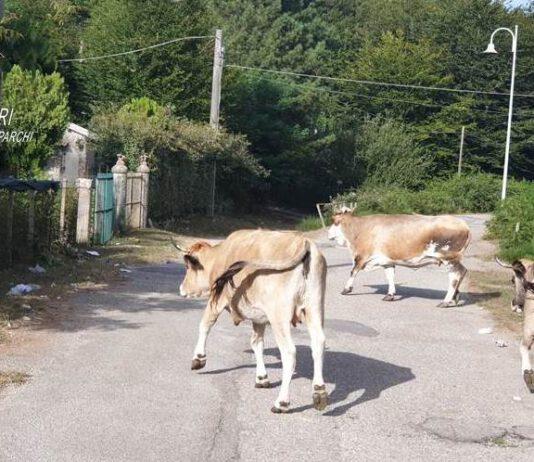 Pascolo abusivo all’interno del Parco nazionale d’Aspromonte, un deferimento