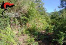 Scoperta piantagione canapa indiana