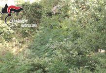 Un arresto e una piantagione di canapa indiana rinvenuta