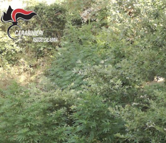 Un arresto e una piantagione di canapa indiana rinvenuta