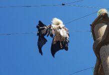 Cicogna folgorata su linea elettrica