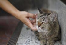 Strage di gatti in Calabria