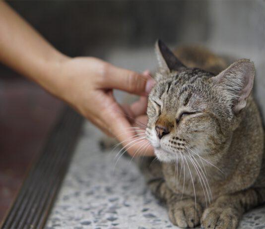 Strage di gatti in Calabria
