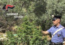 Sorpreso a coltivare piantagione marijuana, arrestato 30enne