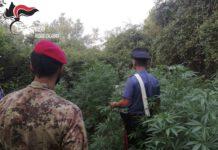 Cittanova, scoperta piantagione di marijuana- arrestati 3 giovani di Polistena