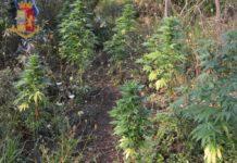 Rinvenuta piantagione di cannabis nel reggino