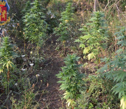 Rinvenuta piantagione di cannabis nel reggino