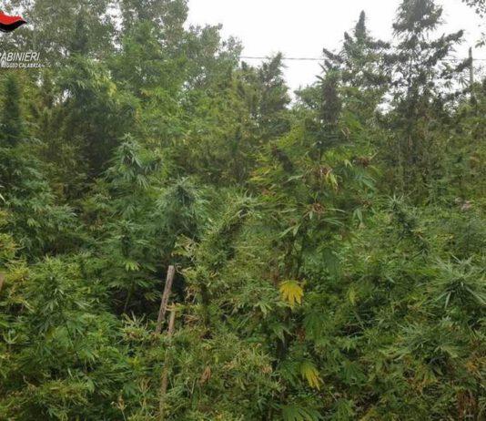 Rosarno, arrestato 51enne in flagranza mentre innaffiava piantagione di canapa
