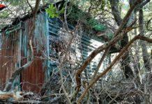 Rinvenuta piantagione di canapa indiana