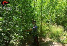 Sorpreso ad innaffiare piantagione di marijuana-arrestato 25enne