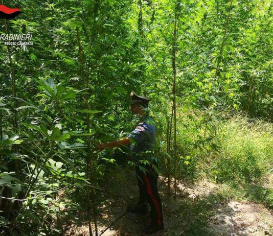 Sorpreso ad innaffiare piantagione di marijuana-arrestato 25enne