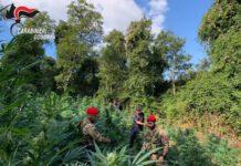 Scoperta piantagione di marijuana, due arresti