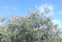 Oliveto Calabria: la fotografia della campagna 2019 olive sane e raddoppia la produzione rispetto al 2018