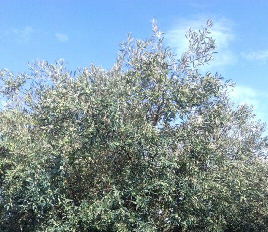 Oliveto Calabria: la fotografia della campagna 2019 olive sane e raddoppia la produzione rispetto al 2018