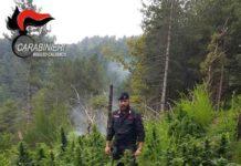 Scoperte piantagioni di marijuana a San Luca e San Lorenzo