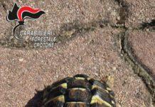 Aveva in casa specie di testuggine protetta, denunciato