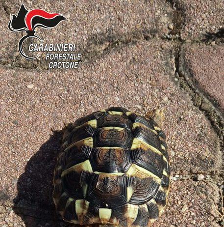 Aveva in casa specie di testuggine protetta, denunciato