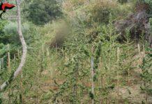 Rinvenute quasi 120 Piante di marijuana