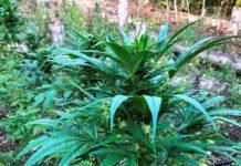 Rinvenuta piantagione marijuana